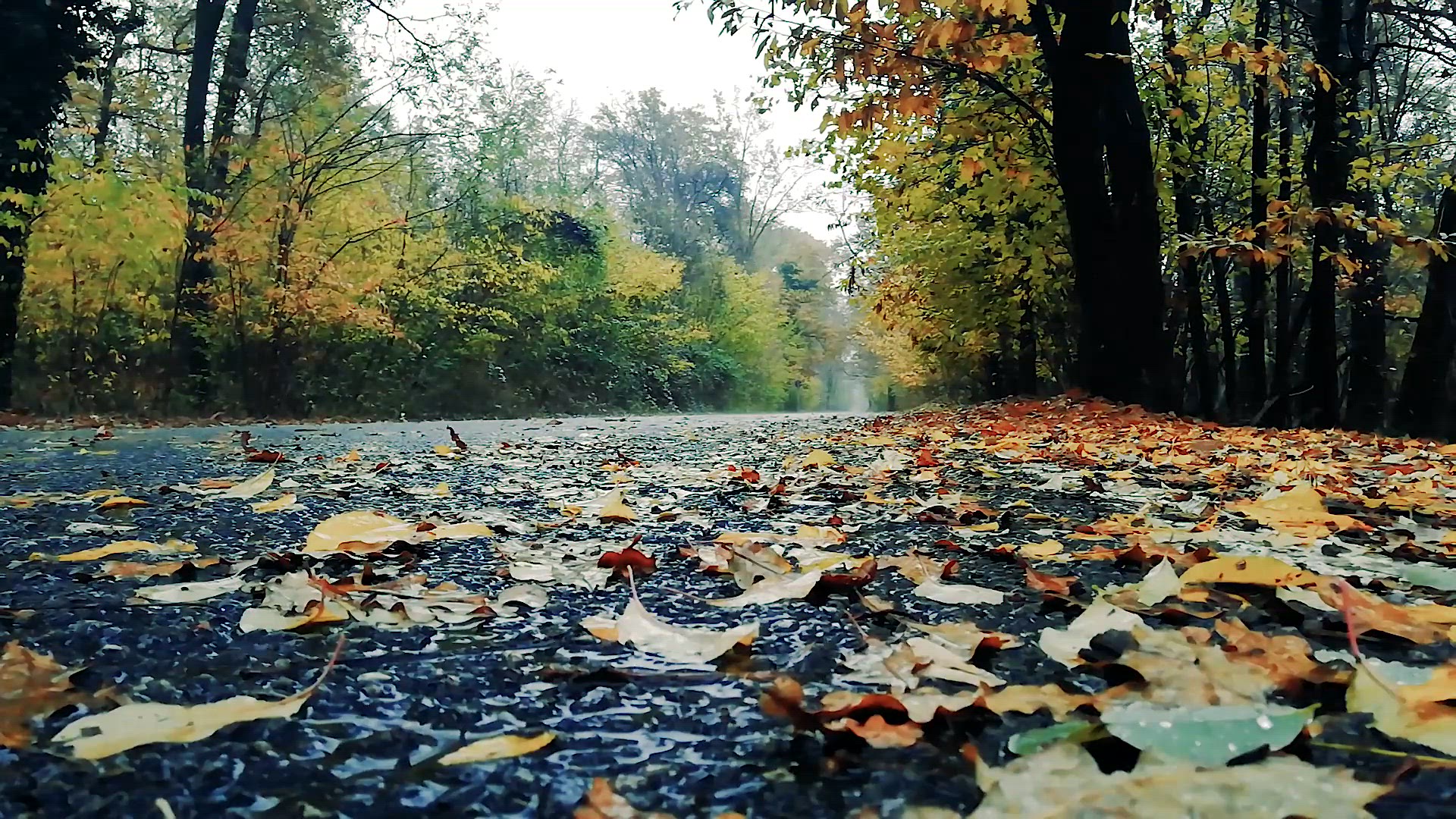 'Video thumbnail for Rainy Trail'
