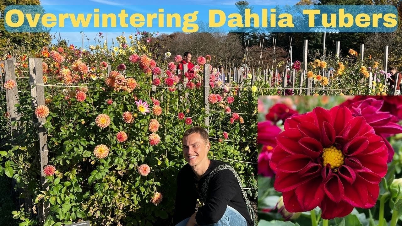Video thumbnail for DAHLIA WINTER CARE - Storing Tubers Over Winter