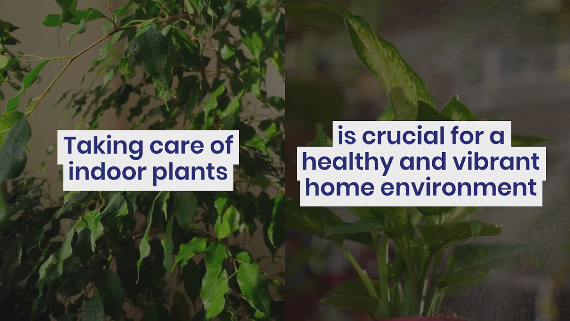 'Video thumbnail for How to Clean and Polish Indoor Plant Leaves'