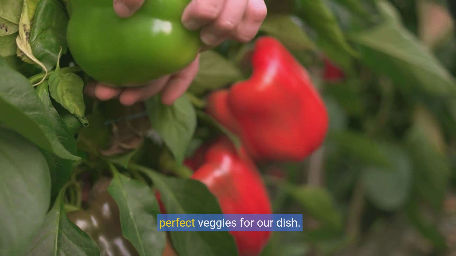 'Video thumbnail for Master the Art of Veggie Delight: A Step-by-Step Cooking Tutorial'