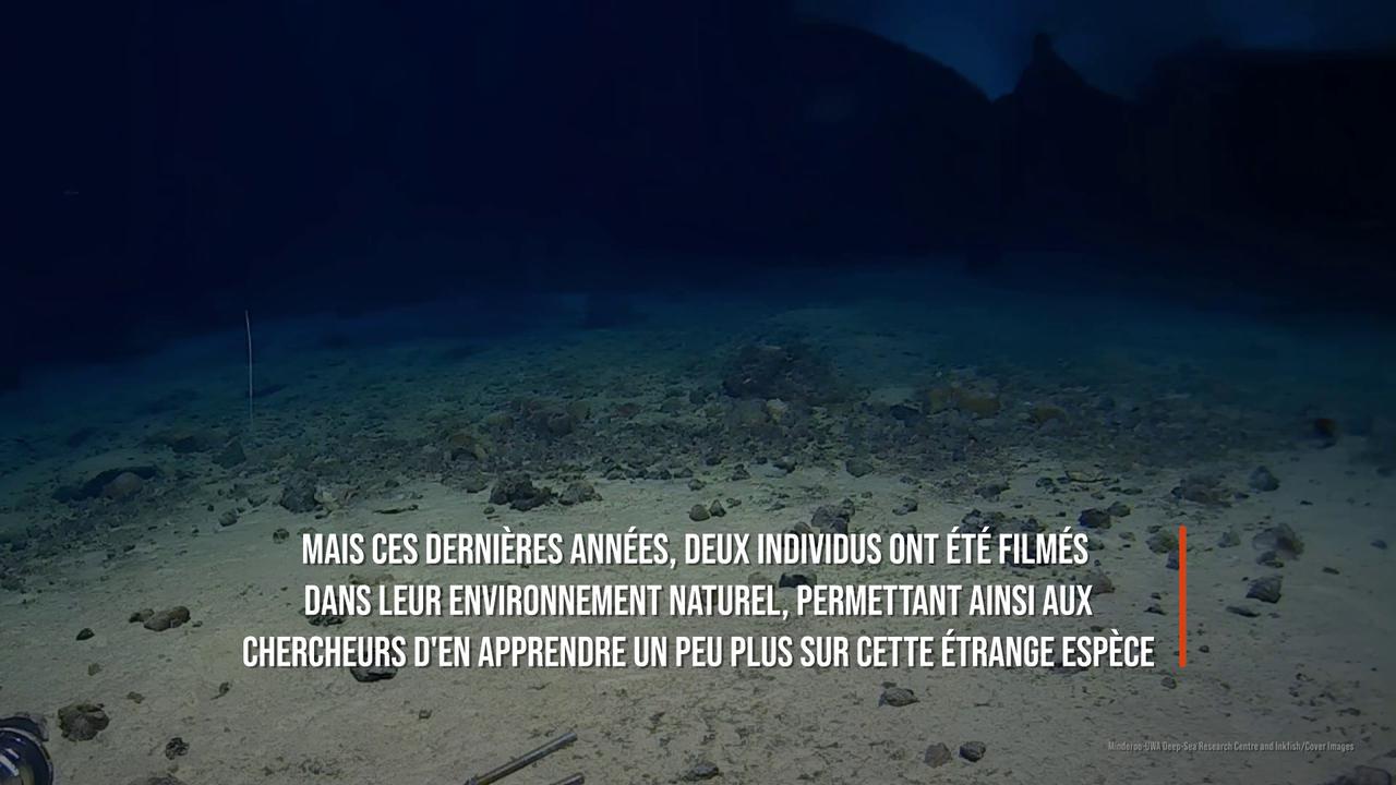 Video thumbnail for Le requin «le plus laid du monde» filmé pour la première fois dans son milieu naturel.