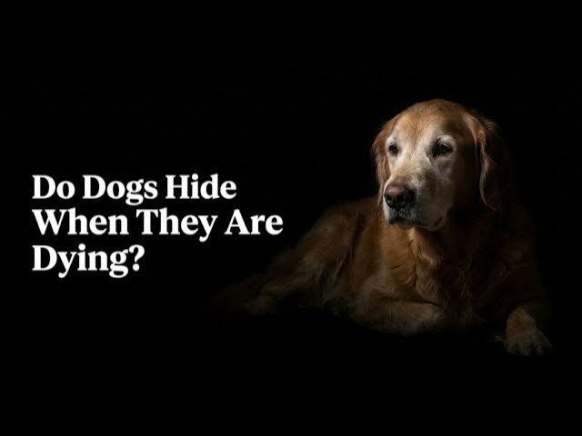 Video thumbnail for Why Some Dogs Hide When They Are Dying?