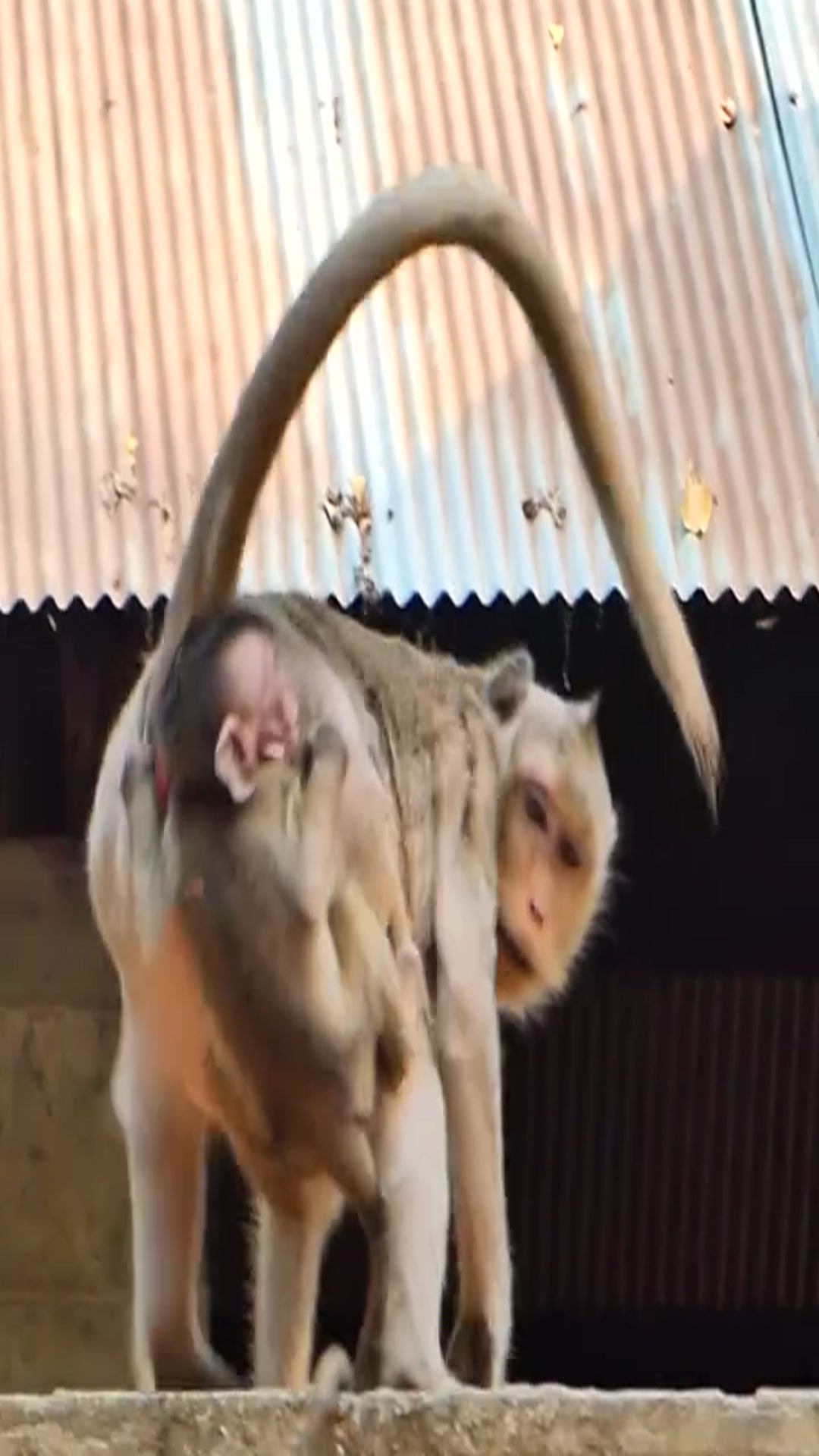 Video thumbnail for #Everything in the world has a soul #It seems to know that it is cute #Fantastic animals look here