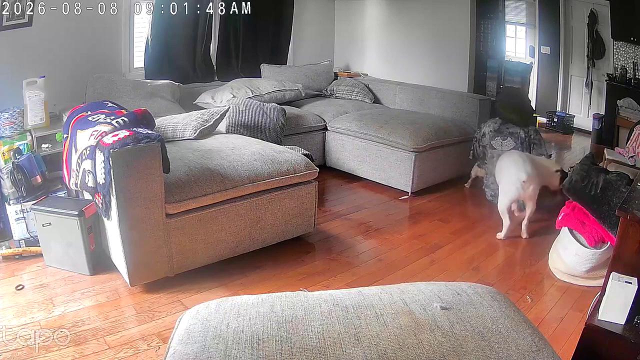Video thumbnail for Person Knocked Down by Dogs During Chaotic Living Room Scuffle.