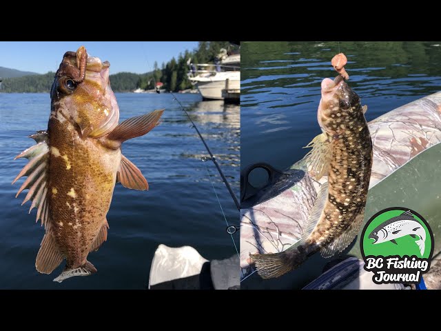 Video thumbnail for Deep Cove Fishing & Exploring - Rockfish, Greenling & Flatfish