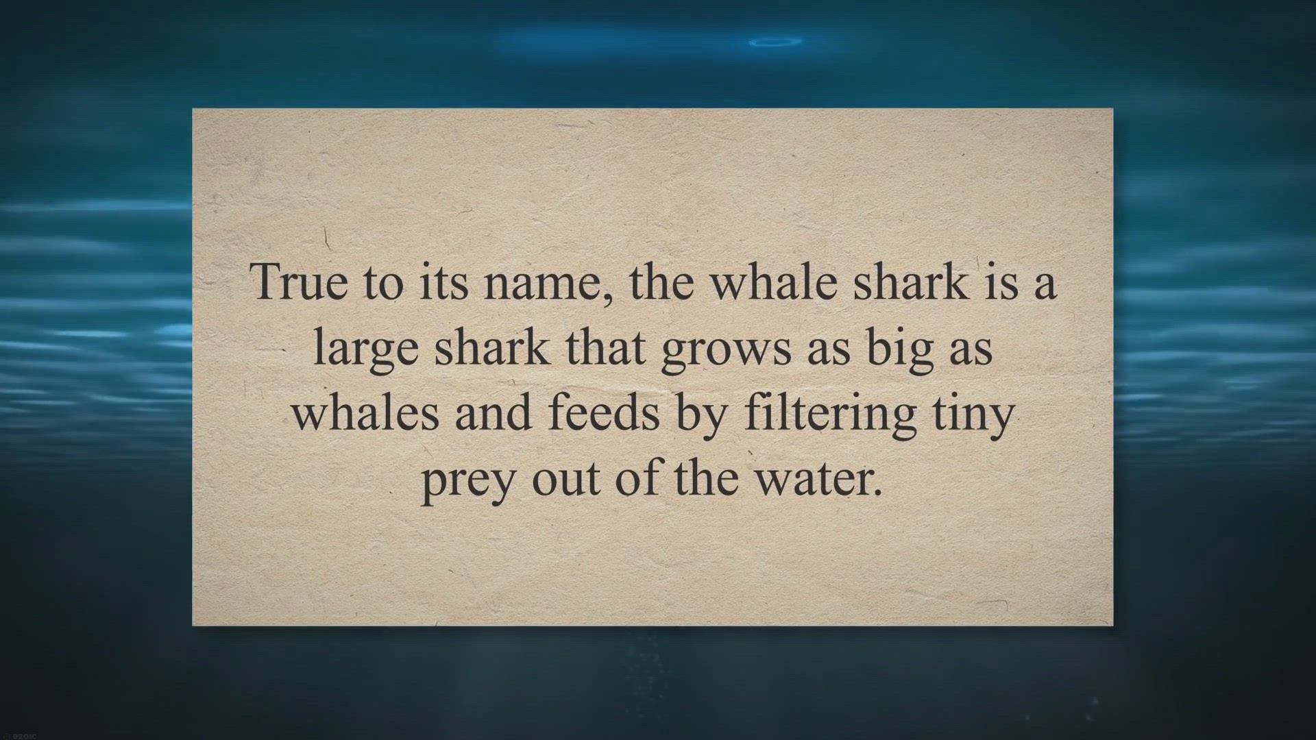 Video thumbnail for All About the Whale Shark: Filter-Feeding Giants