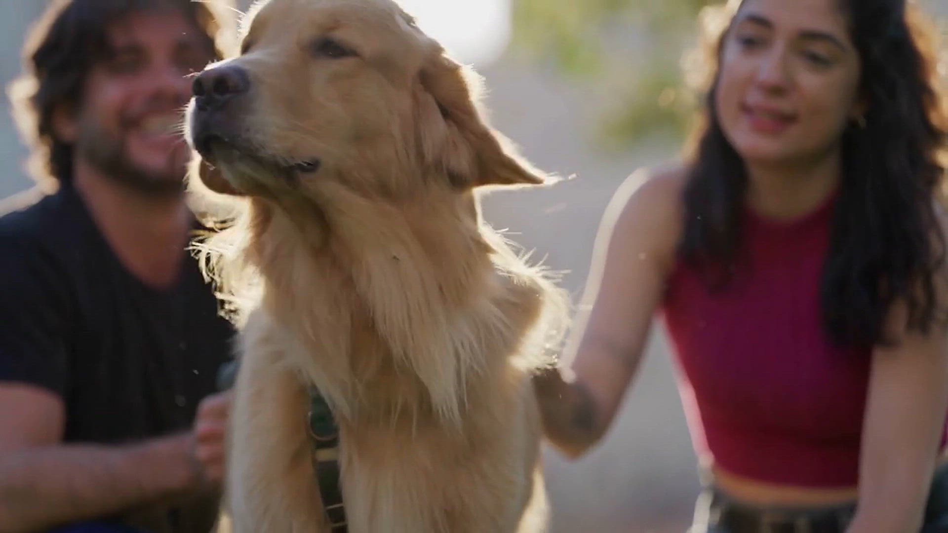 Video thumbnail for DIY Soundproofing For Pets