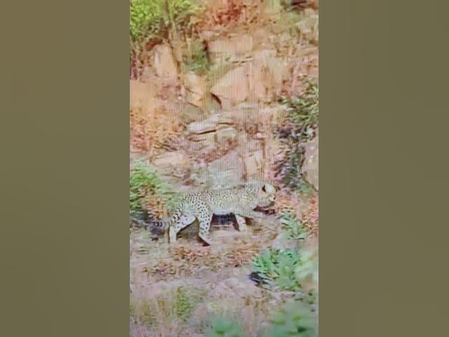 Video thumbnail for #Cheetah stalks other animals