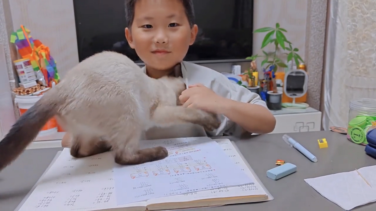 Video thumbnail for Siamese Cat Snuggles Inside Boy’s Shirt