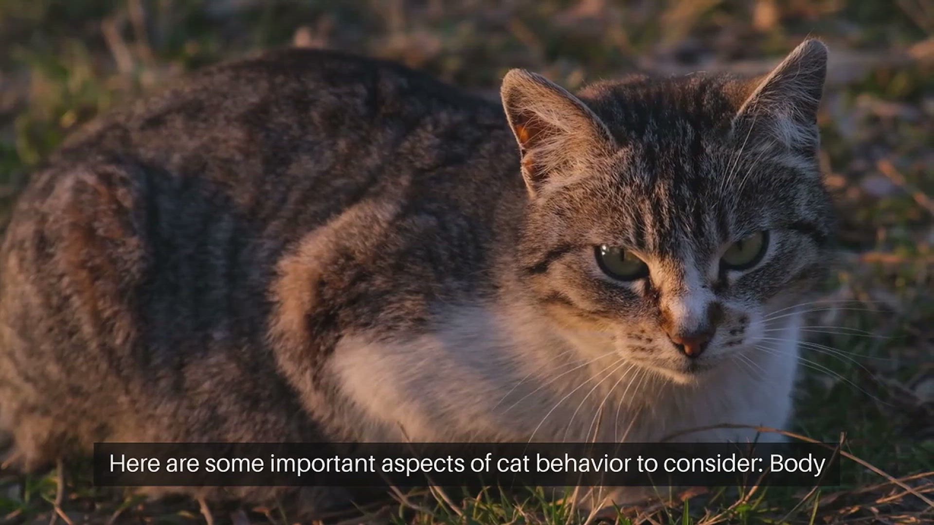 Video thumbnail for Understanding Cat Behavior