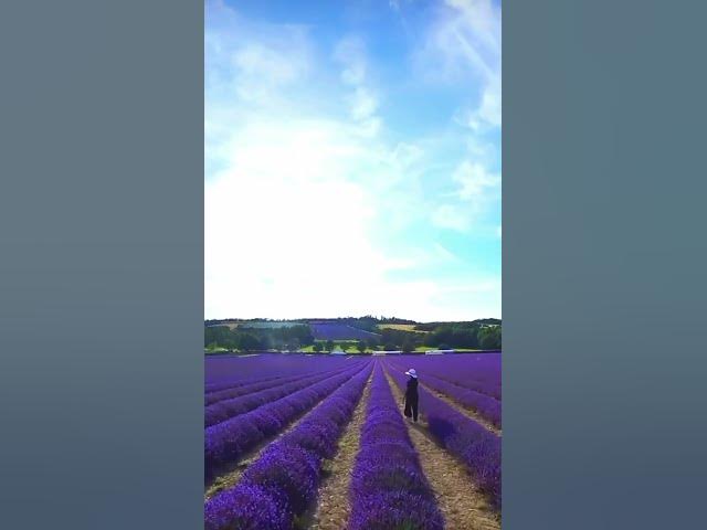 Video thumbnail for Lavender field