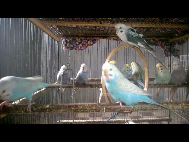 Video thumbnail for Sittich Gesichtsausdrücke Besser als jede Emoji Kombi! 😳 #VogelMimik #Lachparadies