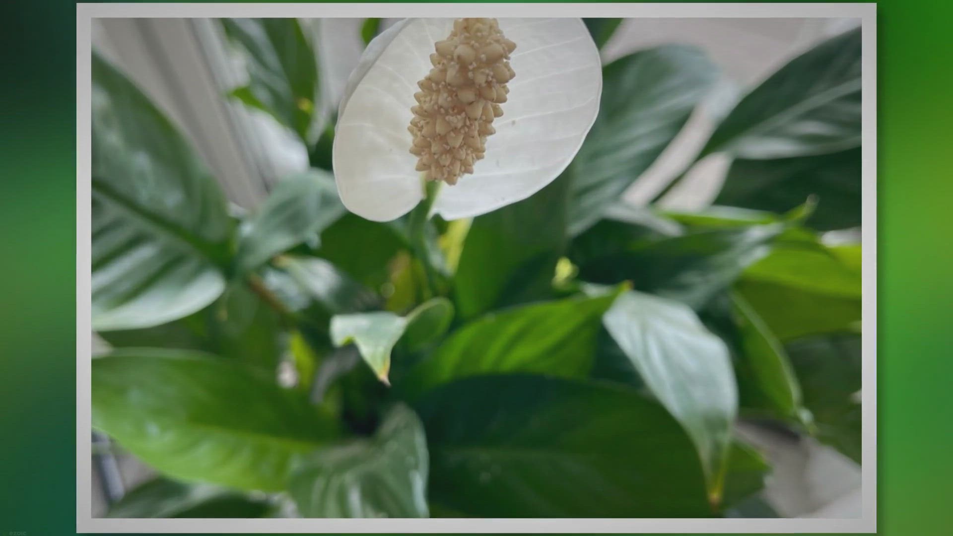 'Video thumbnail for Experience Tranquility: The Wellness Benefits of Peace Lily'