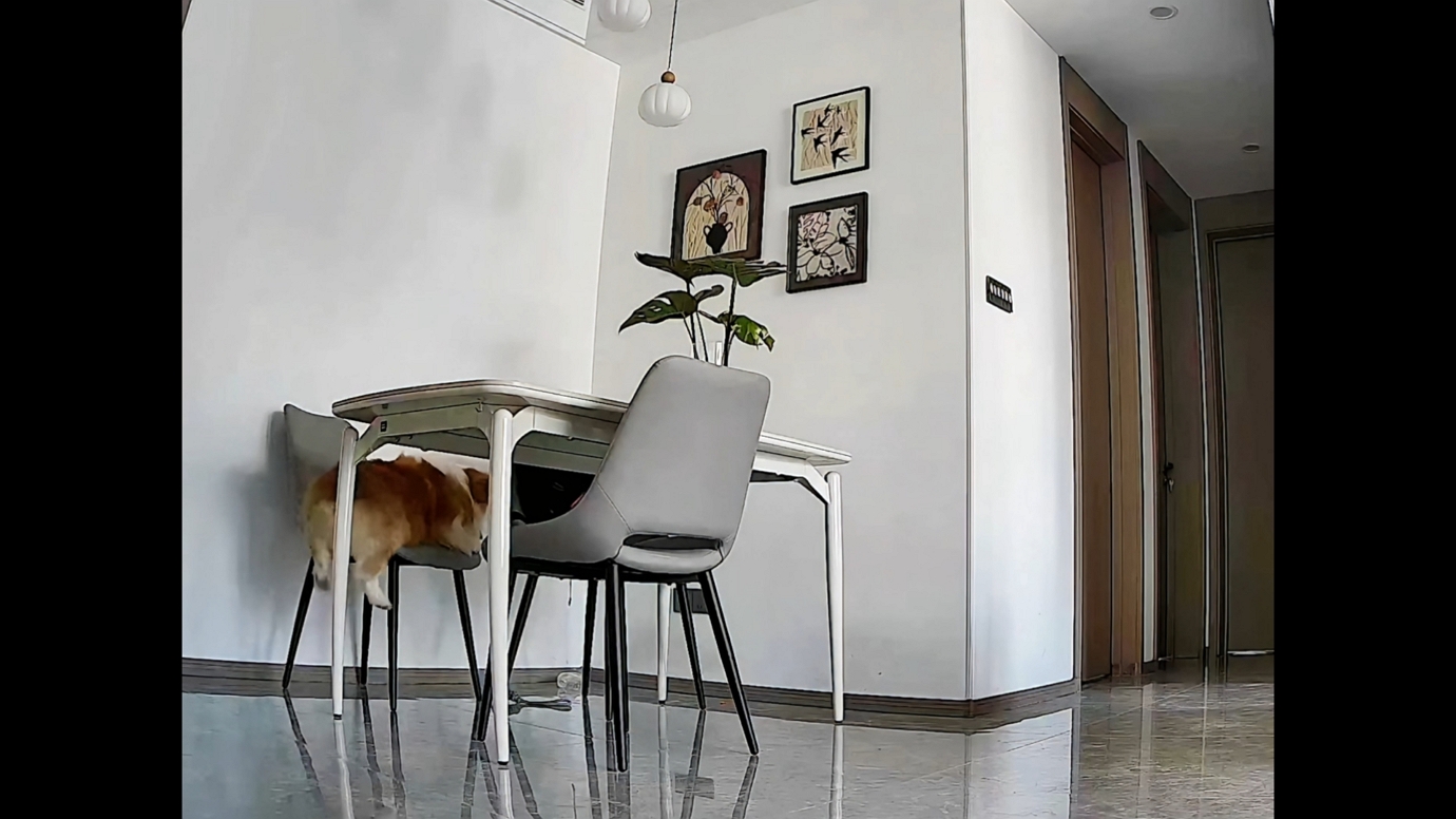 Video thumbnail for Sleepy Corgi's Cute Tumble Off the Table