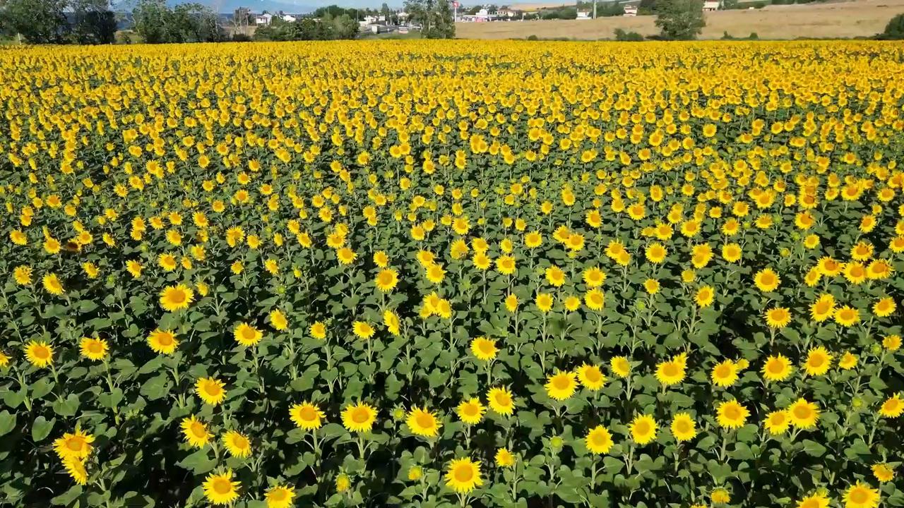 Video thumbnail for Türkiye: Sunflower fields paint Türkiye's Tekirdag yellow as summer arrives.