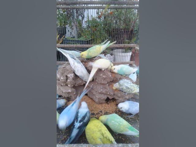 Video thumbnail for 🥝インコの栄養チャージタイム💪今日のごほうび🍎