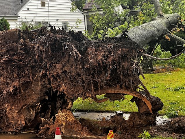 Video thumbnail for Powerful winds topple huge tree onto Union County home, family escapes serious injury