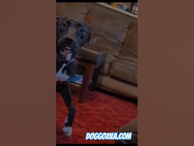 'Video thumbnail for Funny Dog Reaction - Doggo pranked by owner Doggozila.com #funnydogs #funnyanimal'