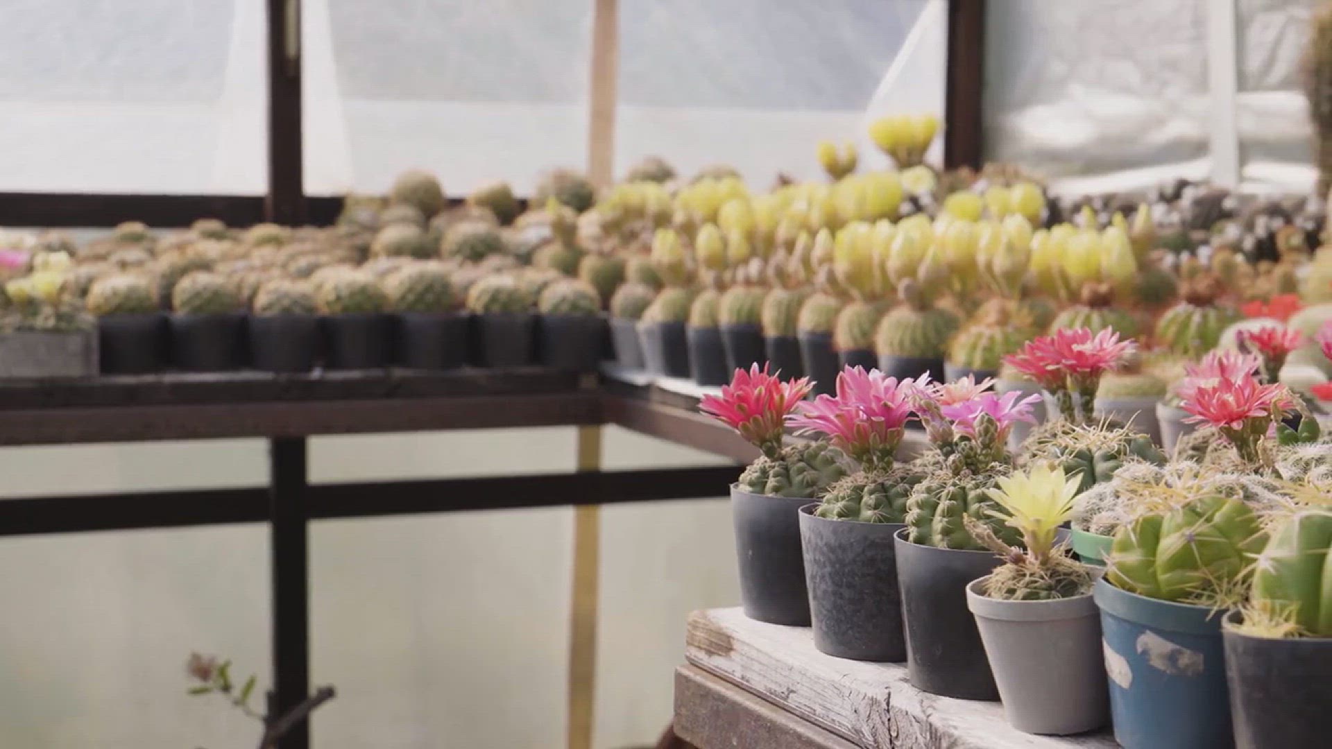'Video thumbnail for How to Build the Best Container Garden Design'