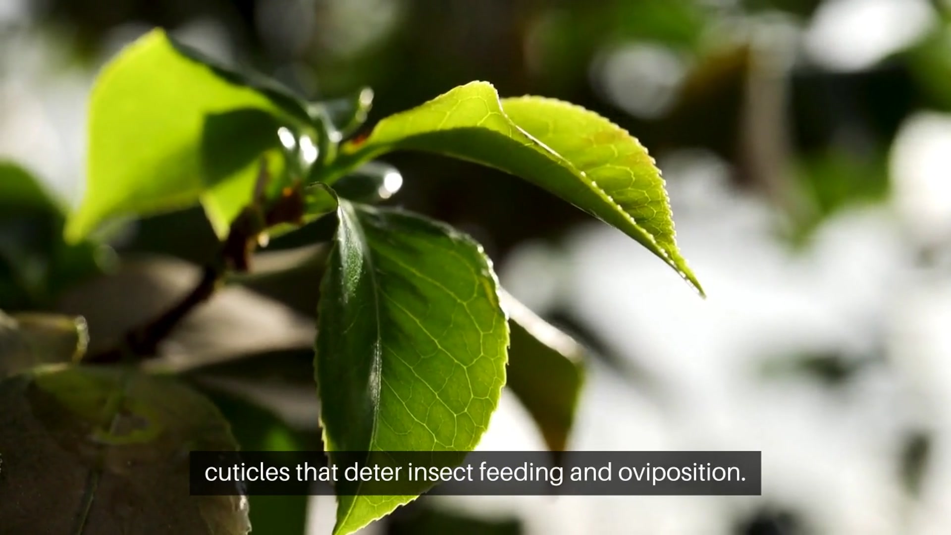 Video thumbnail for Understanding Plant Immunity Against Pest Control