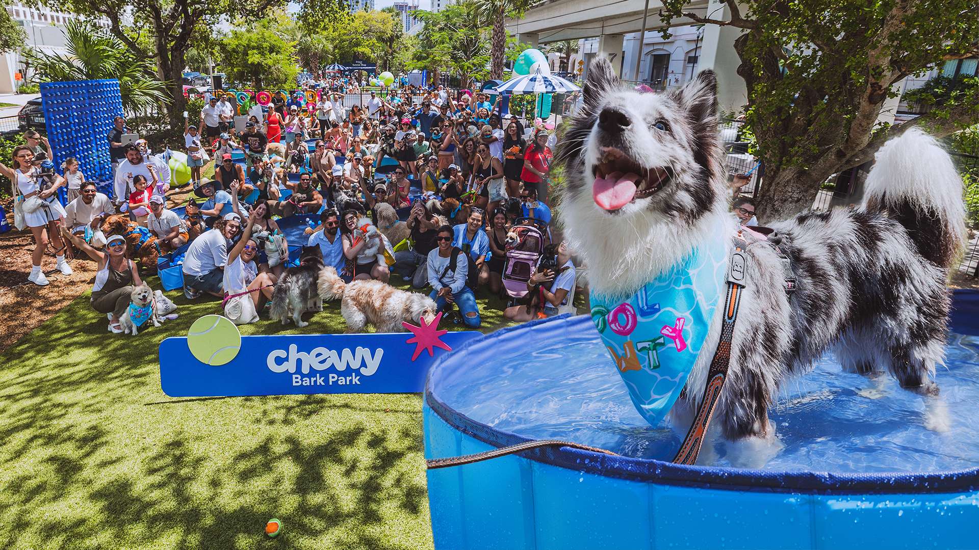 Video thumbnail for Most dogs attending a pool party - 276 by Chewy