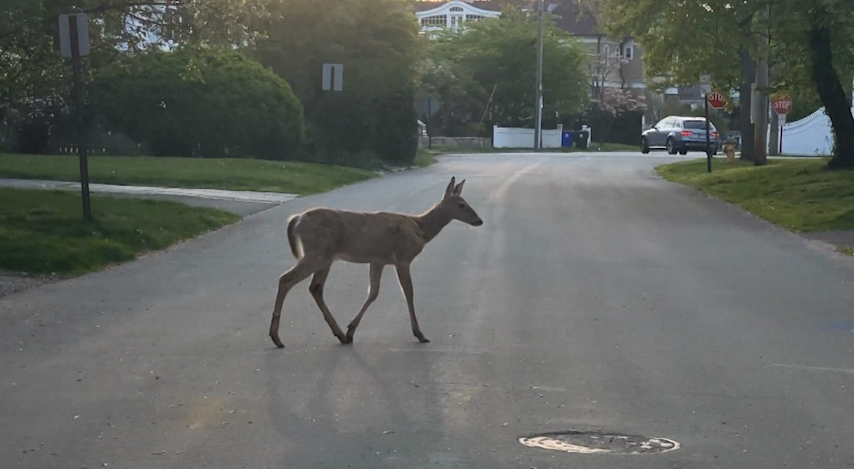 Video thumbnail for Deer mating season brings increased risk of crashes across New jersey