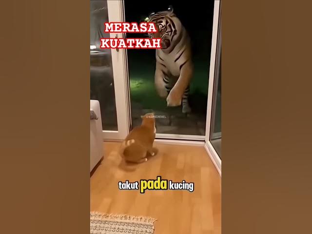 Video thumbnail for HARIMAU 🐅 VC KUCING