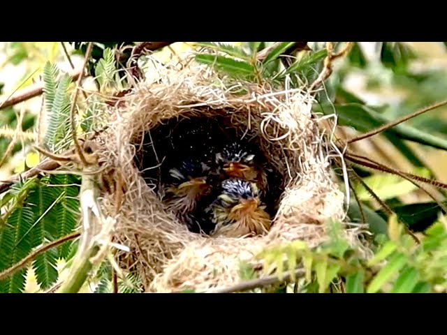 Video thumbnail for Cuckoo sparrow bird baby trying fly from nest after eat