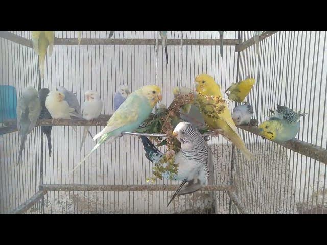 Video thumbnail for 💵💚 10 Minuten Regenbogen Welli Farben & Lustige Momente ✨ #Shorts