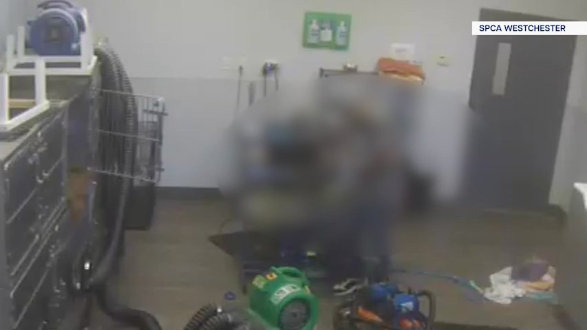 Video thumbnail for Animal cruelty charge filed against pet groomer after alleged incident involving elderly dog at Westchester business