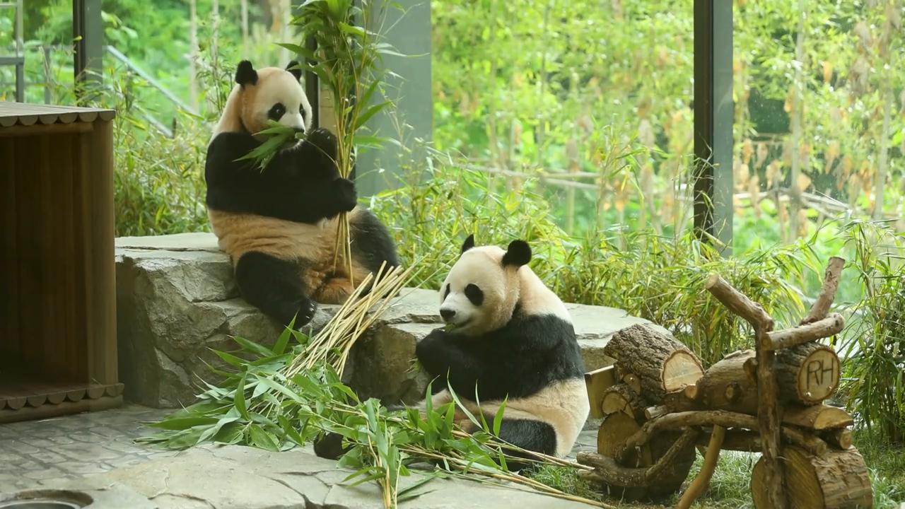 Video thumbnail for South Korea: Twin Giant Pandas to Return to China in Seoul.