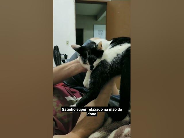 Video thumbnail for Gatinho pego do ninho pelo tutor e fica imóvel completamente relax. #shorts #gatos #cats #relaxing