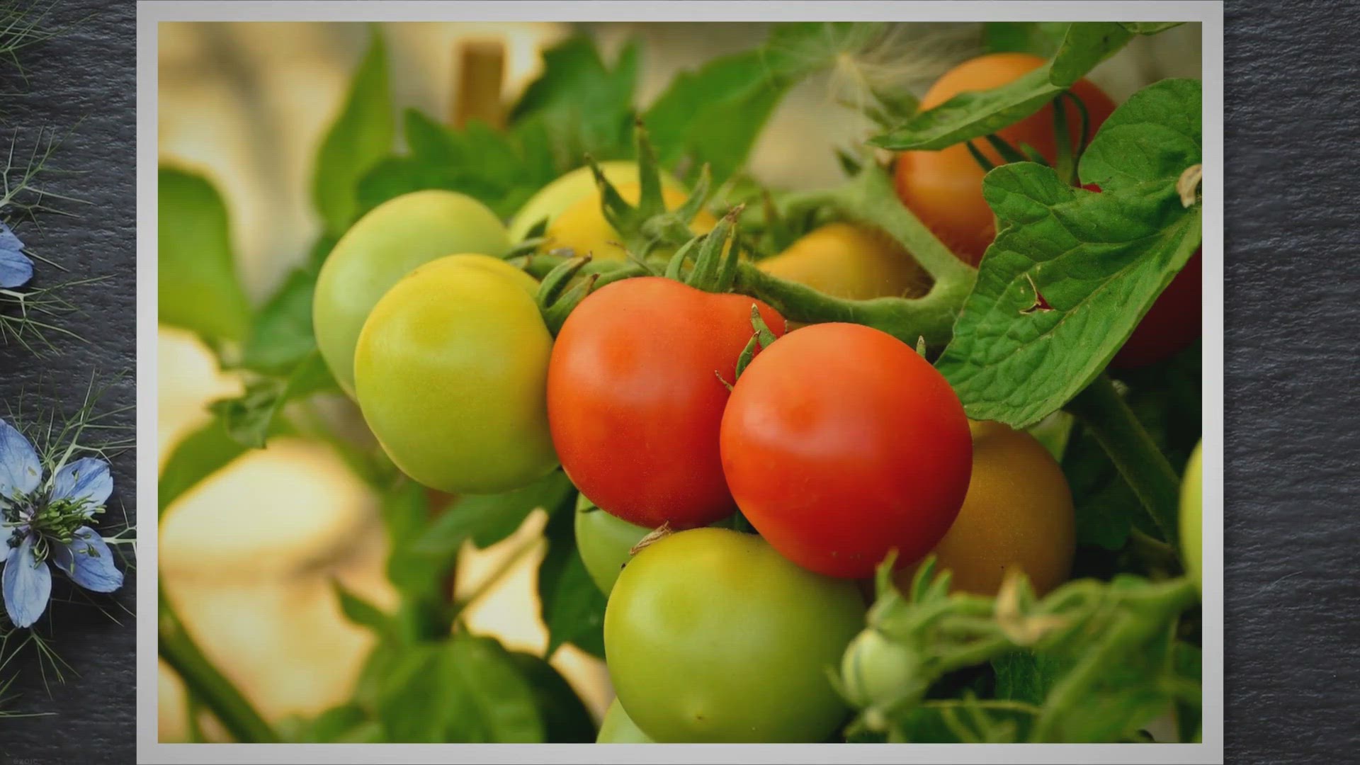 Video thumbnail for Tomato Leaves Pointing Up - Types, Causes, and Care