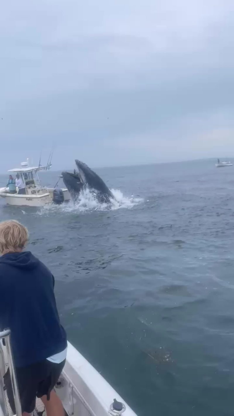 Video thumbnail for Whale Breaches onto Nearby Boat in Dramatic Ocean Encounter