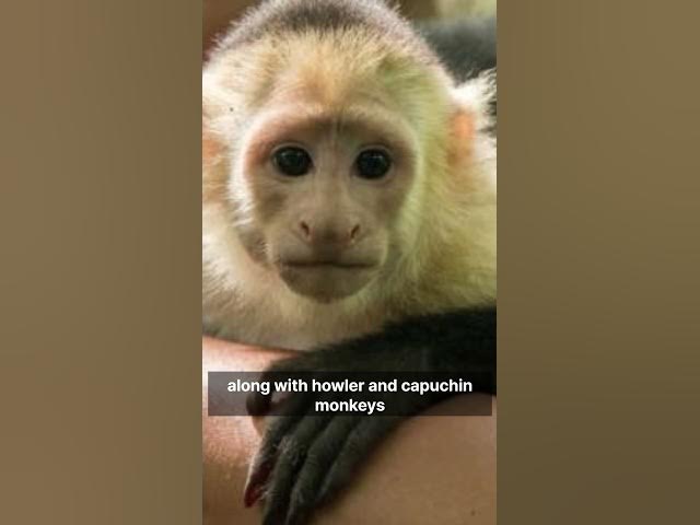 Video thumbnail for Honduras #viral