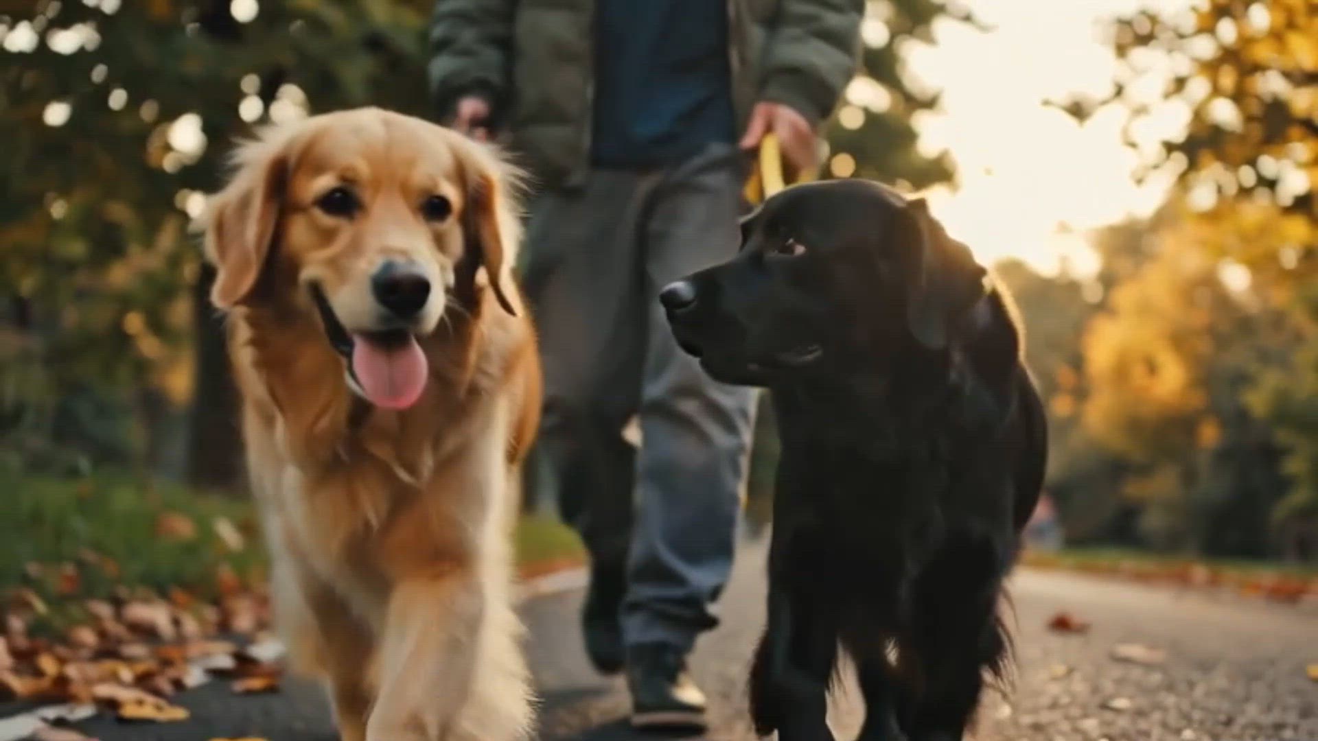 Video thumbnail for Walking 2 dogs