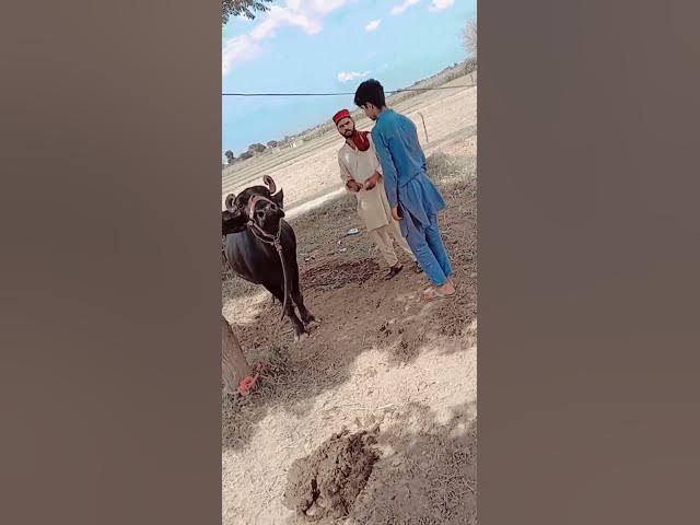 Video thumbnail for #vlog #trending #funny #familychannel #familyvideo #familyvlog #lifeisbutadream #rainvlog #pakistan