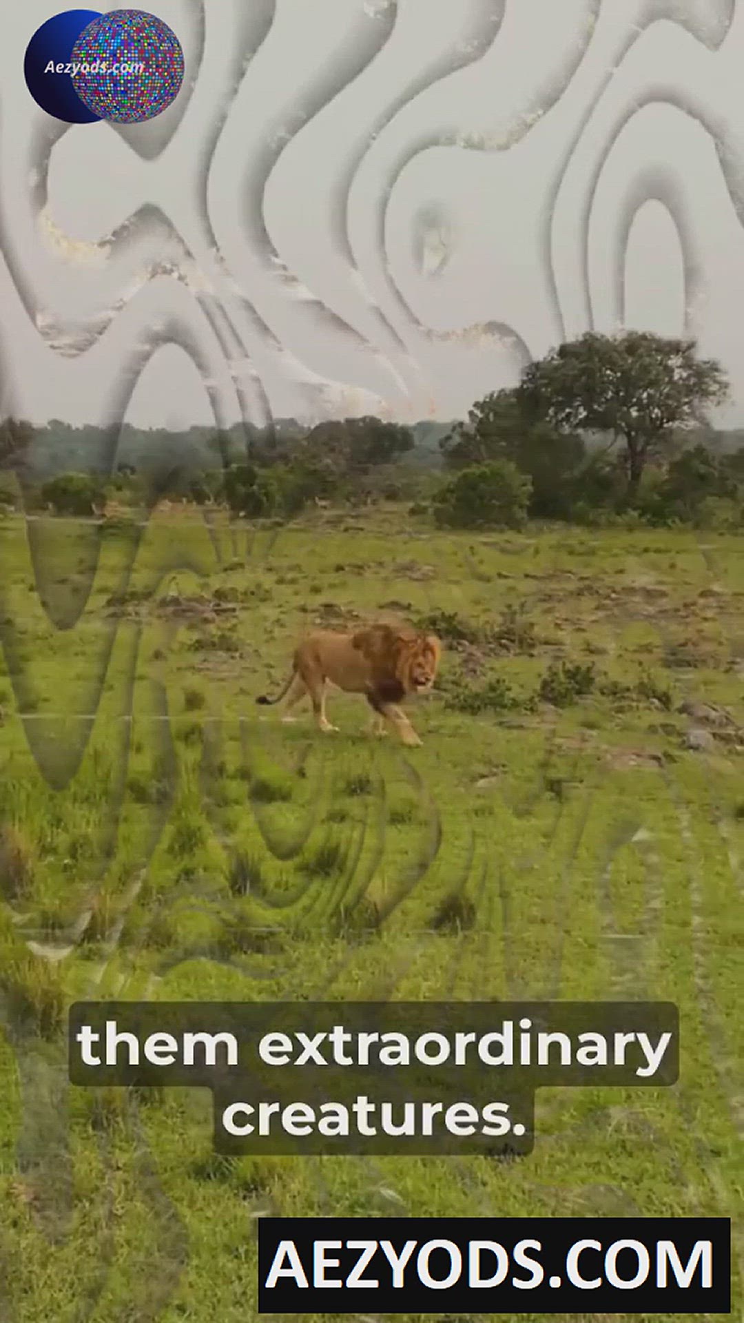 'Video thumbnail for LIONS'