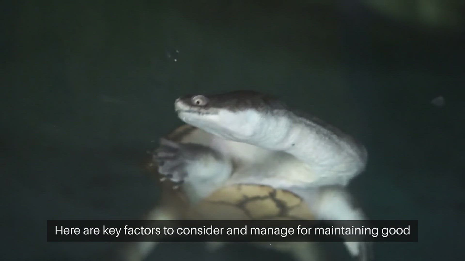 Video thumbnail for Turtle Tank Water Quality