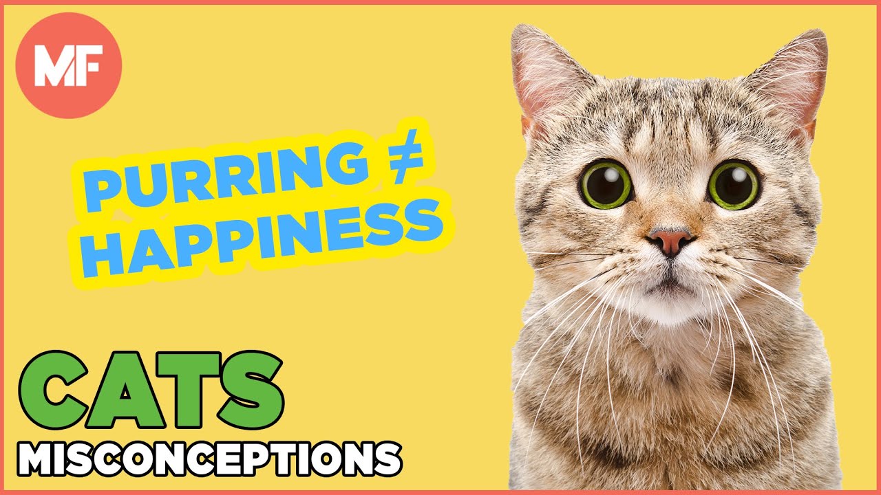 Video thumbnail for Misconceptions About Cats | Mental Floss