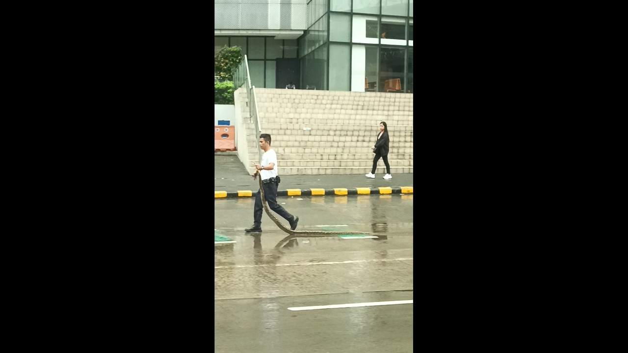 Video thumbnail for Man Carefully Drags Snake Along Busy EDSA Highway in Mandaluyong