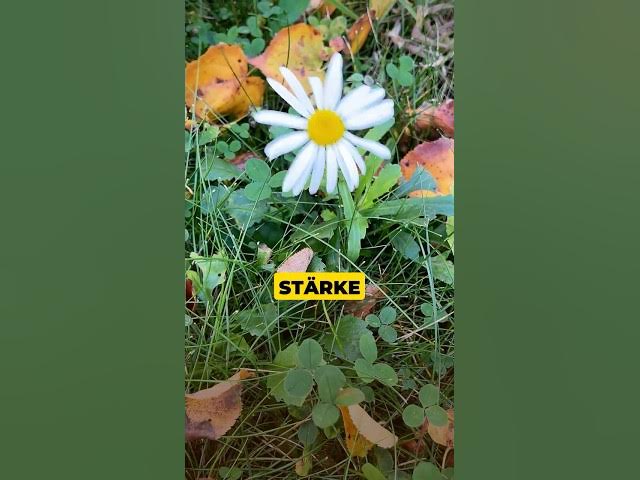 Video thumbnail for Wie ein Stoiker: Ruhe bewahren, Stärke zeigen #stoizismus