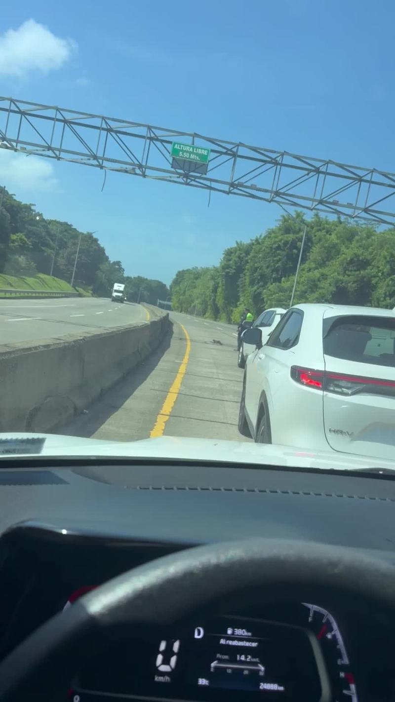 Video thumbnail for Police Rescue Sloth from Busy Highway in Panama City