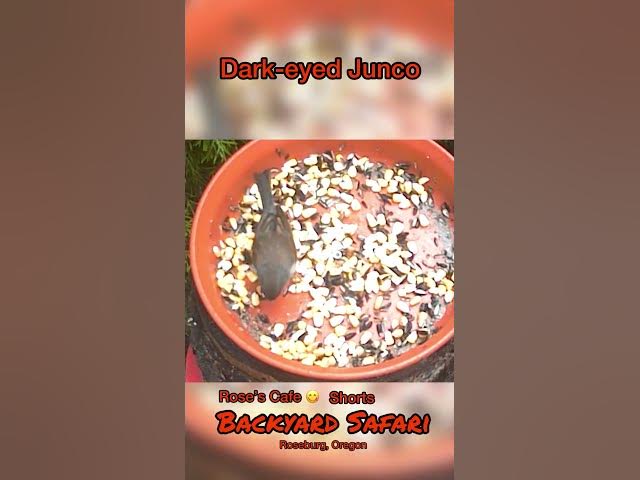 Video thumbnail for Backyard Safari - Shorts #birdwatching