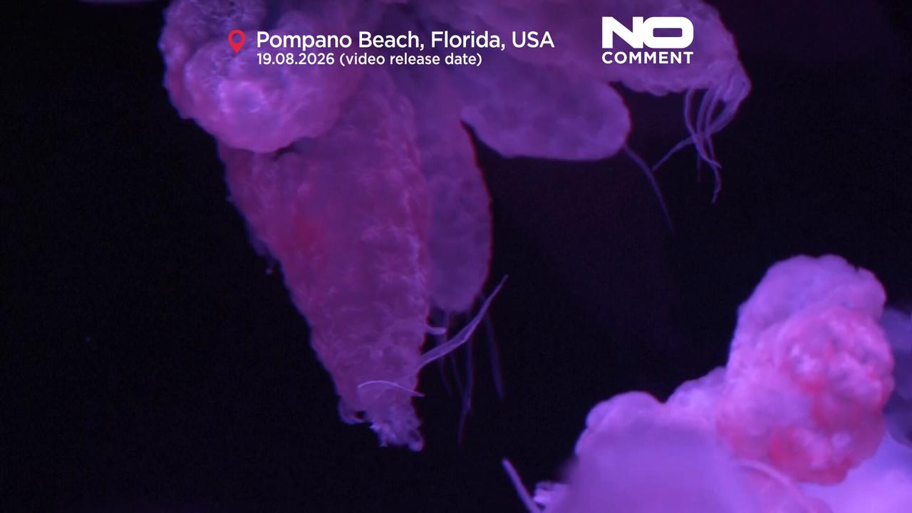 Video thumbnail for First jellyfish museum in the US opens in Pompano Beach