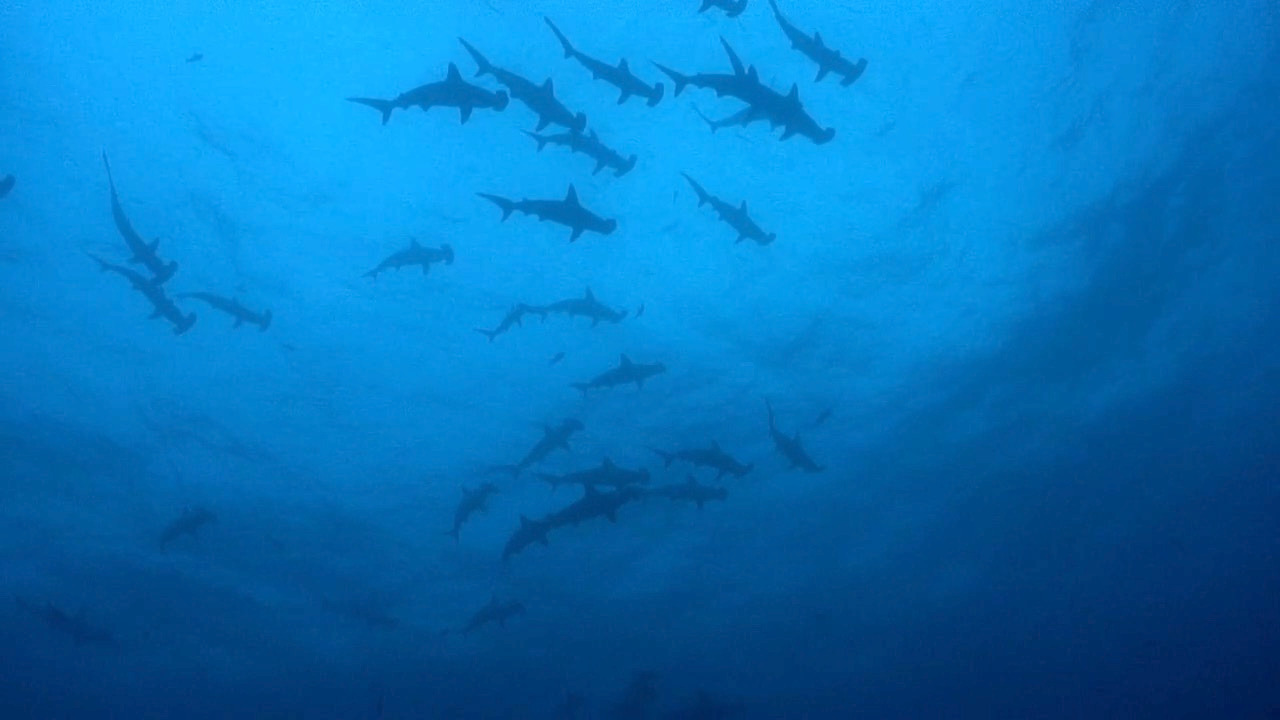 Video thumbnail for Hammerhead Sharks Hold Their Breath While Diving to Hunt Prey