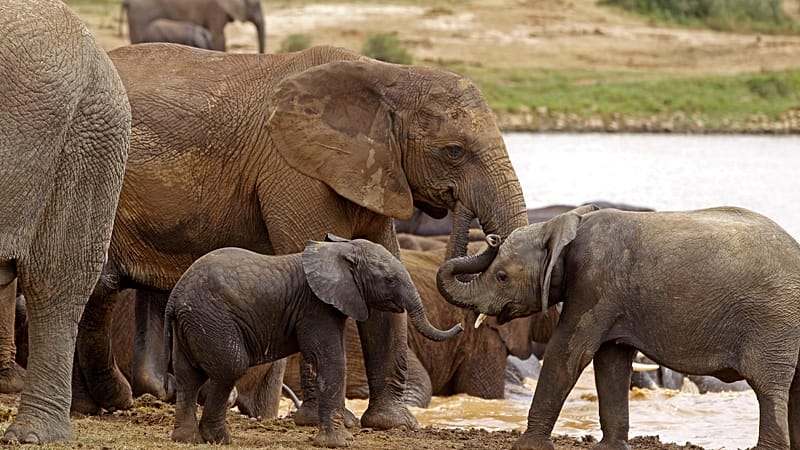 Video thumbnail for WWF report says reason for hope despite wildlife population decline