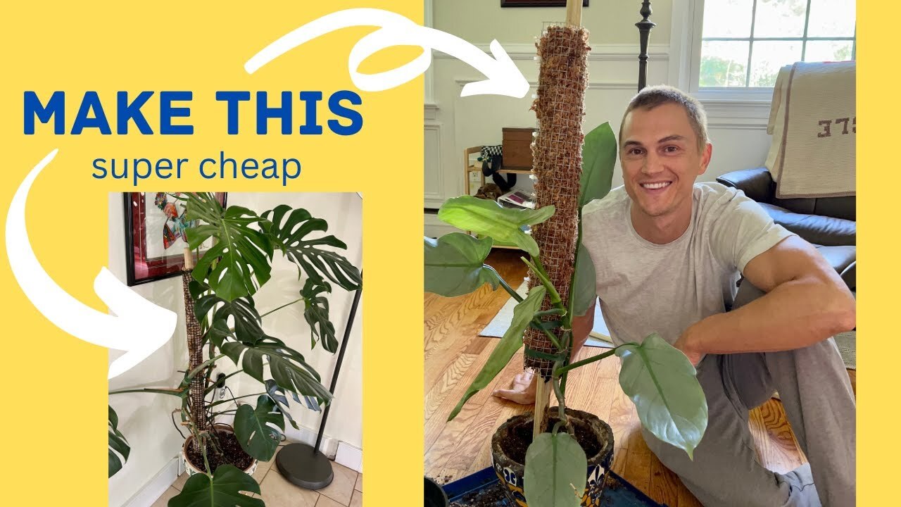 Video thumbnail for How to Make a Moss Pole for Climbing Plants like Monstera DIY - Easy, Cheap, Fast! (2023)