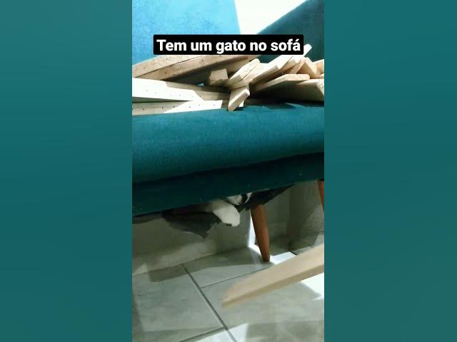 Video thumbnail for Barry furou o forro e entrou. #shorts #cats #gatosengraçados #funnycats #meugatinho