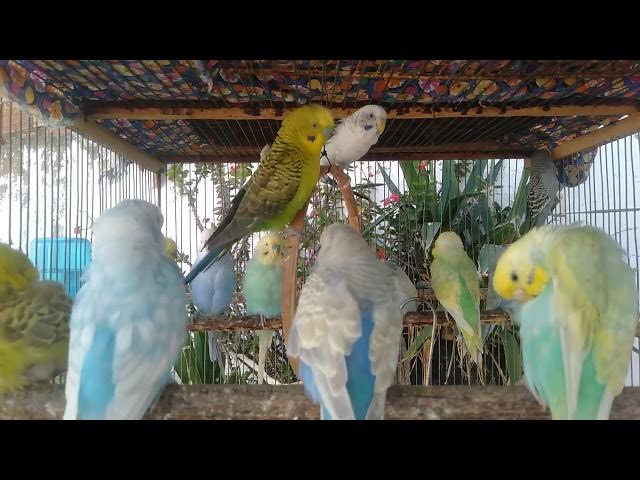 Video thumbnail for 💚 15 Minutos Dormir Melhor – Sons Calmantes e Energia Natural para Sono Leve 🕊